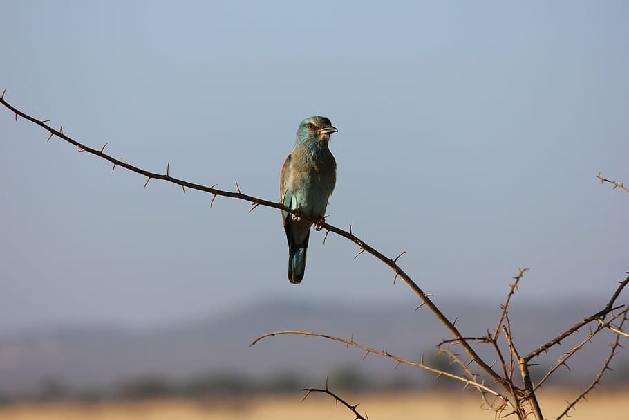 bird, kenya, exotic bird, tsavo
