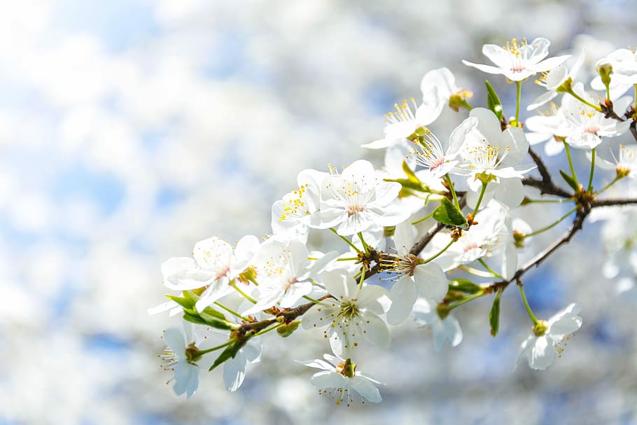white, petaled flowers, brown, branch, flowering crabapple, flower, cherry, nature, plant, tree, spring