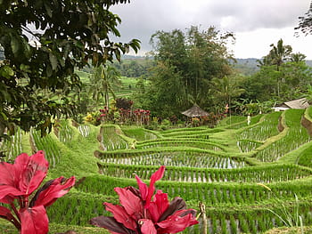 rijstveld, Bali, Indonesië
