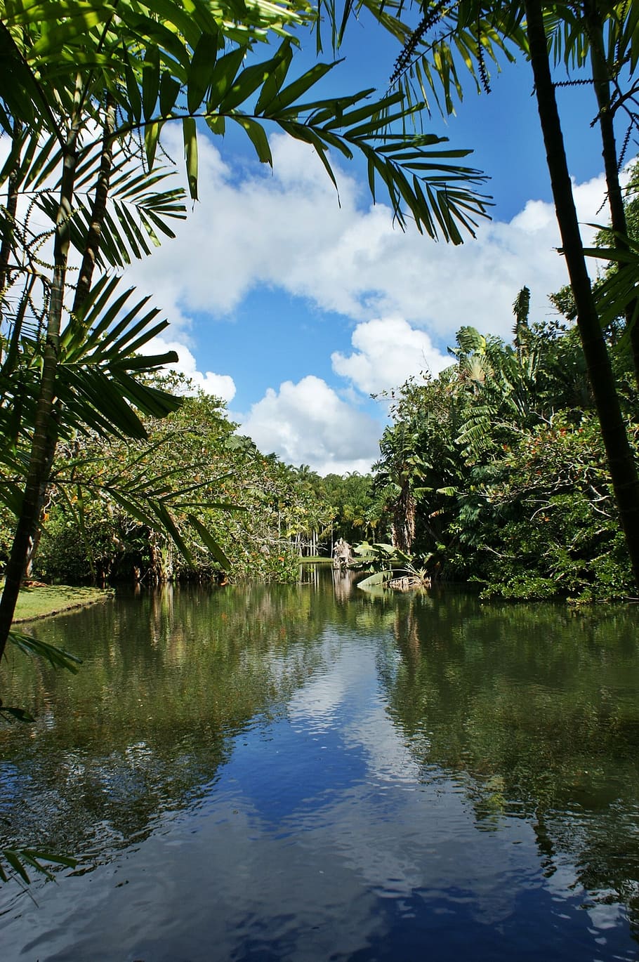 mauritius, lake, palm tree, sky, clouds, landscape, trees, reflection, water, botanical garden, plants