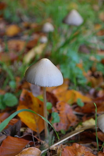선택적, 초점 사진, 회색, 버섯, 날카로운 테이퍼 대머리, psilocybe semilanceata, 실로시 빈 haltig, 진드기의, 약, 환각제, 디스크 곰팡이