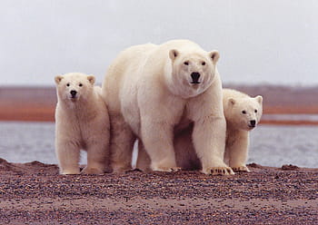 άγρια ​​ζωή, τρία, πολικός, αρκούδα, cubs, θηλυκός, καλοκαίρι, σπείρω, φύση, άγριος, θηλαστικό ζώο