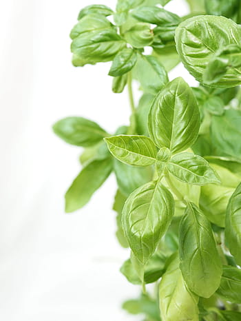 green, leafed, plants, white, background, basil, aroma, italian, spice, herbs, food