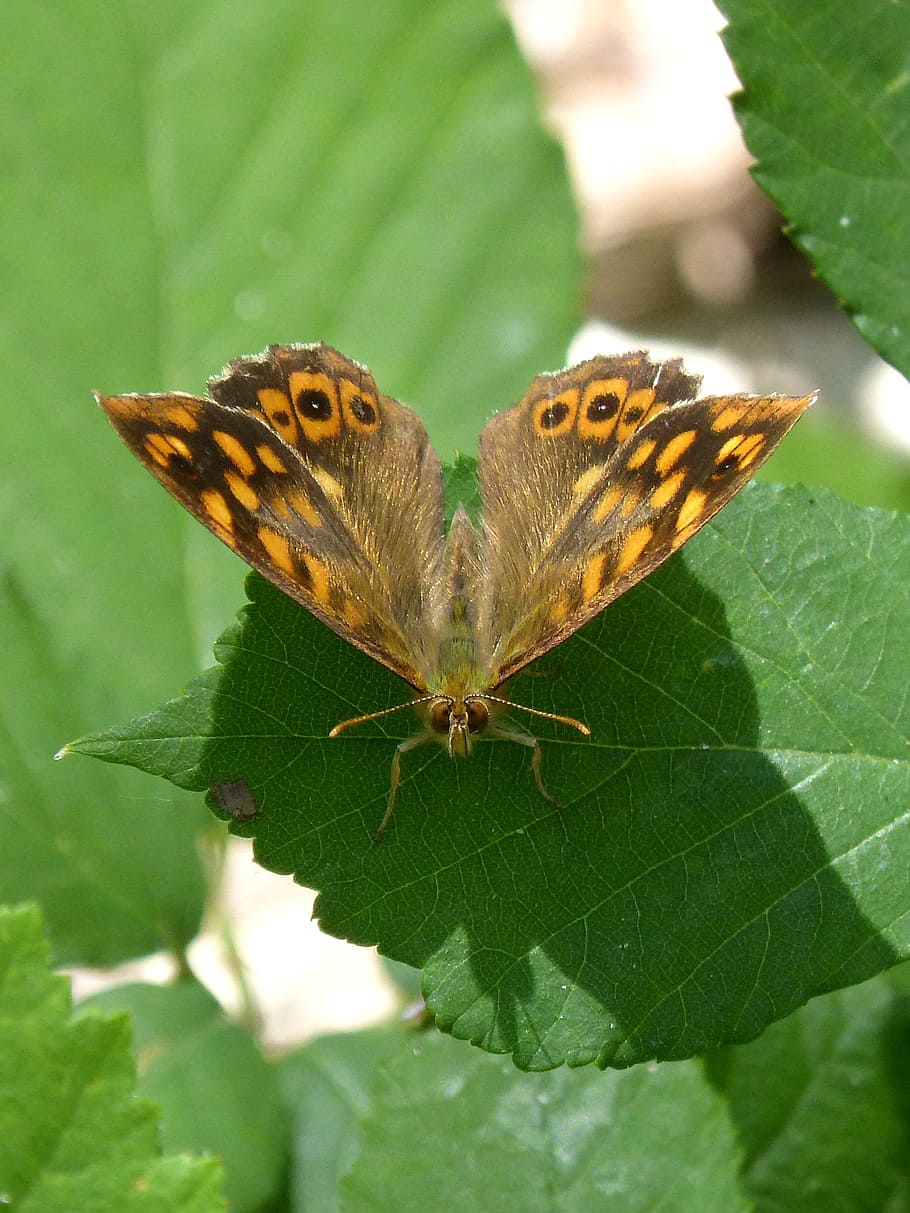 motýl, margenera, butterfly salta cercas, lasiommata megera