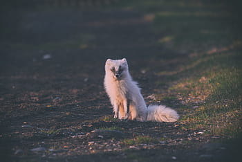 selective, focus photography, long-fur animal, wolf, animal, nature, field, outdoor, wildlife, green, grass