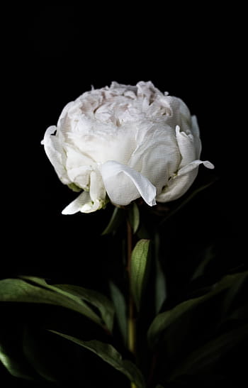 blanc, pivoine, Floraison, la photographie, pétale, fleur, Fermer, foncé, vert, feuille, plante