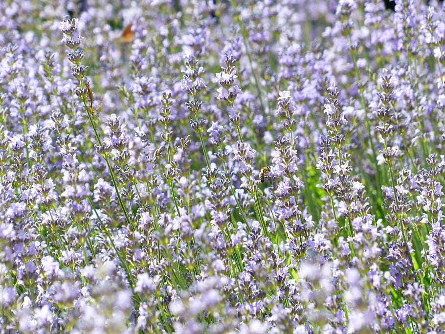 lavender, lavender field, Lavender, Field, lavender field, lavender cultivation, true lavender, narrow leaf lavender, lavandula angustifolia, lavandula officinalis, lavandula vera, lamiaceae