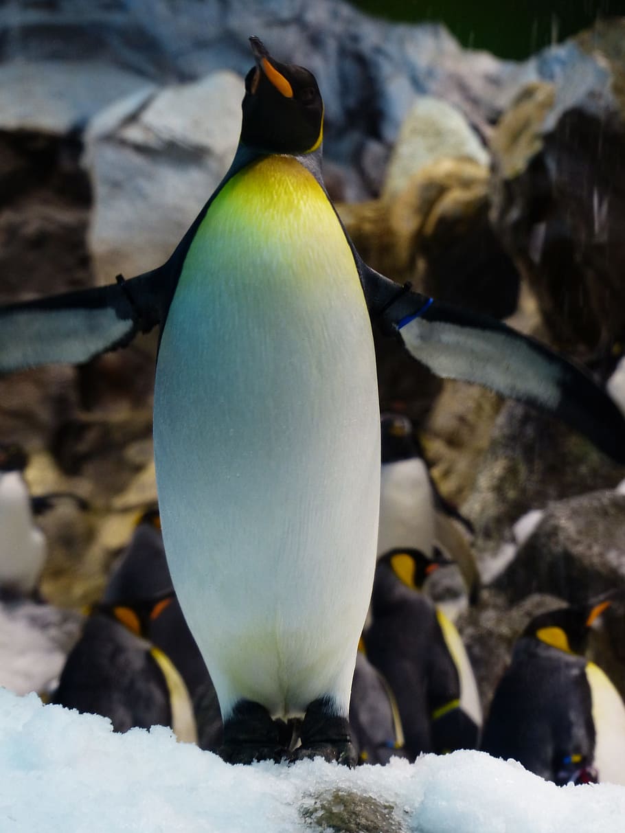 king penguin, penguin, breast, yellow, white, aptenodytes patagonicus, spheniscidae, big penguin, aptenodytes