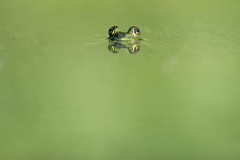 Nahansicht, Fotografie, Grün, Frosch, flach, Wasser, sich verstecken, Tiere, Frösche, Amphibien, großartig