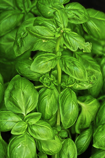 basil, kitchen herb, medicinal plant, herb, ocimum basilicum, sweet basil, king herb, herbs, plant, spice, herb garden