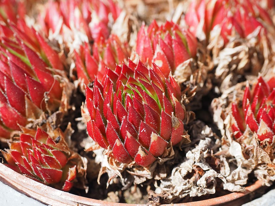 roof houseleek, real houseleek, ordinary house turmeric, alpine houseleek, houseleek, thick sheet greenhouse, saxifrage, succulent plant, succulent, plant, rosette