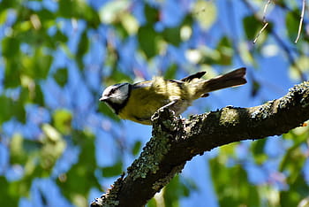 nízký, úhlové fotografování, žlutá, pták prohlížení, větev, modrá sýkorka, tit, pěvec, peří, pták, malý pták