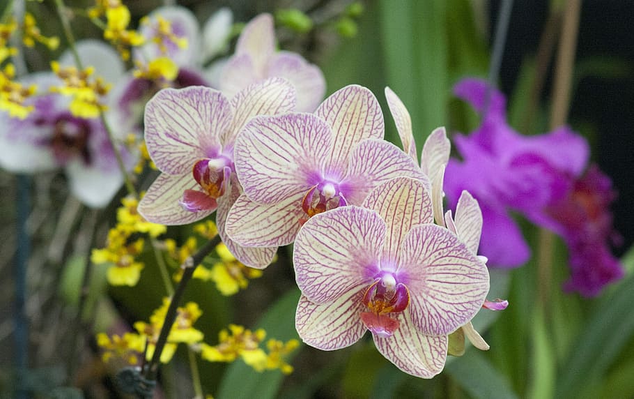 flor, natureza, flora, jardim, pétala, florescendo, floral, exótica, bela, folha, cor