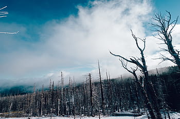 krajinářské fotografie, Černá, hnědý, stromy, holý, strom, okolní, sníh, během dne, les, zimní