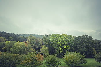 zöld, levelű, fák, fehér, felhők, természet, tájkép, erdők, ápolt, fű, növények