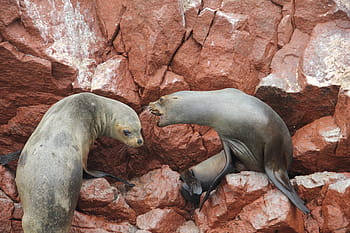 バレスタス諸島、 パラカス、 ピスコ、 ペルー、 公園、 太平洋、 海、 自然、 島、 観光、 岩