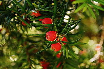 red, fruits, daytime, european yew, taxus baccata, food plant, conifer, yew, needle branch, needles, common yew