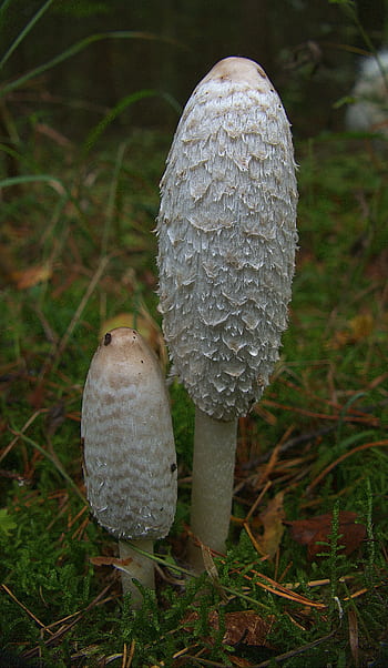 houba, schopf comatus, chřest houba, porcelánový komatus, tintenpilz, tintenschopfling, comatus, coprinus comatus, jedlý, související s houbami, podzim