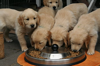 golden retriever puppy, dog puppy, cute puppies eating