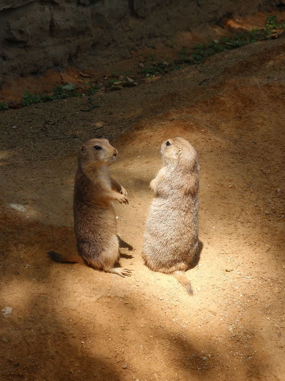 zvíře, zoo, pražské zoo, prérijní psi, zvířat