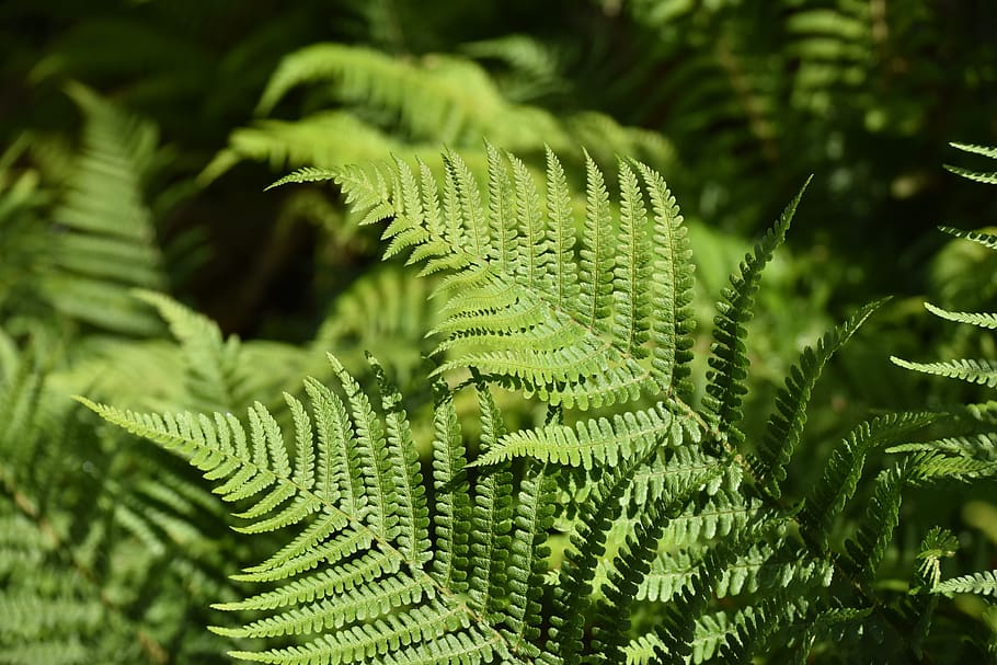 felce, sotto legno, pianta, verde, le foglie, fogliame, botanica, foresta, natura
