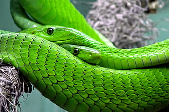 two, green, snakes, brown, tree branch, snake, mamba, green mamba, toxic, lizard, reptile