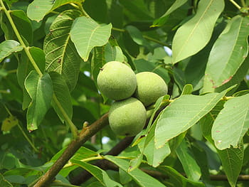 juglans regia, persian walnut, english walnut, common walnut, nut, fruit, plant, tree, leaves, botany, flora