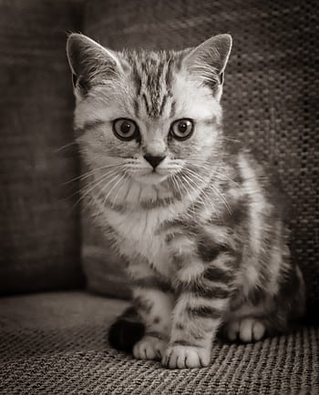 cat, kitten, cat baby, pet, british shorthair, bkh, domestic cat, thoroughbred, sweet, cute, portrait
