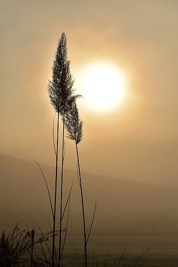silhouette, grass, golden, hour, back light, fog, grasses, nature, sun, closeups, blades of grass