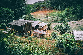 tetto, case, alberi, colture, piante, rurale, di legno, parete, azienda agricola, campo, Grano