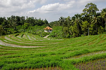 champ d'herbe, vert, riz, champ, rizière, des arbres, tropical, agriculture, la nature, rural, ferme
