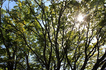 zelený listovaný strom, borovice, Příroda, nebe, Korea, Krásná, park, krajina, les, cestovat, jižní
