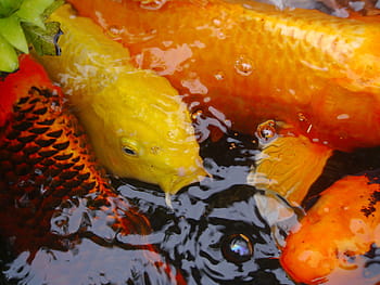 akvarijní ryby, barevný kapr, koi, Ryba, chov, Červené, rumělka, zlato, huang, oranžový, jantar