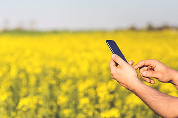 Person, halten, schwarz, Android-Smartphone, Smartphone, tagsüber, Handy, Mobiltelefon, Hände, Mann, Gelb, Blumen