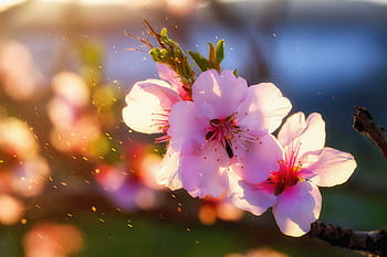 white, cherry, blossoms, selective, focus photography, flower, blossom, bloom, almond blossom, almond, almond tree