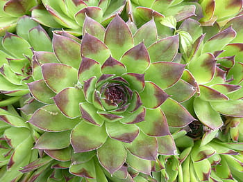 Houseleek, Plant, Leaves, plant, leaves, pointed, reddish, green, roof houseleek, sempervivum tectorum, real houseleek, ordinary house turmeric
