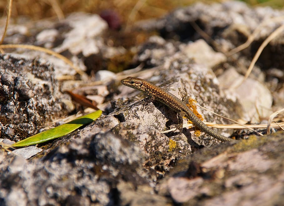 Lizard, Hir, Reptile, Shed, shed lizard, one animal, animal wildlife, animals in the wild, animal themes, nature