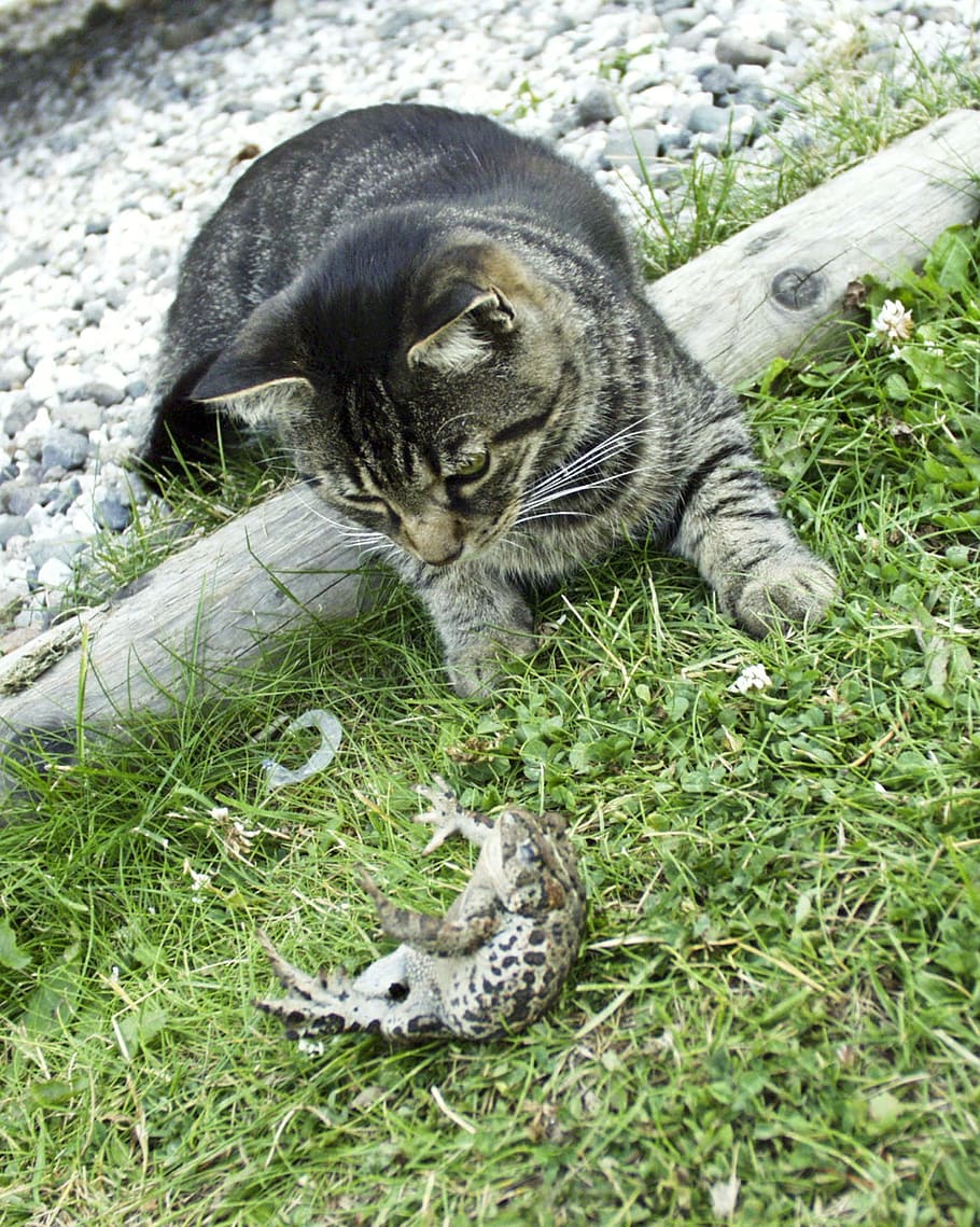 playing, tabbed, cat, animal, pet, feline, cute, mammal, fur, cute cat, cat face