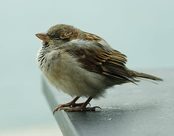 zaměřené, fotografie, hnědý, pták, zobák, Pírko, zvíře, létat, jednoho zvířete, zvířat, zvířata ve volné přírodě