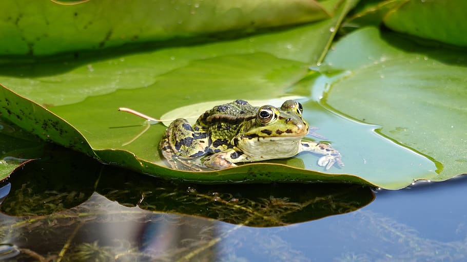 frog, amphibian, green, pond, animal, croak, waterlily, water lily