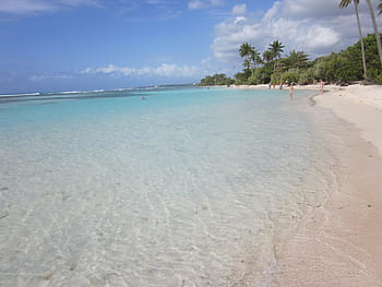 beach, island, palm trees, guadeloupe, caribbean, lesser antilles, water, sea