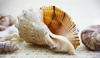 beige, brown, snailshell, shell, shells, nature, beautiful, beauty, seashell, sea, life