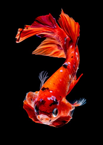 betta fish nemo, fish, betta, aquarium, water, animal