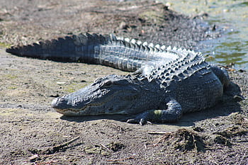 αλλιγάτορας, gator, άγρια ​​ζωή, ζώο, ηλιοθεραπεία, άγριος, σαρκοφάγο, έρπων, φύση, ποτάμι, σε εξωτερικό χώρο