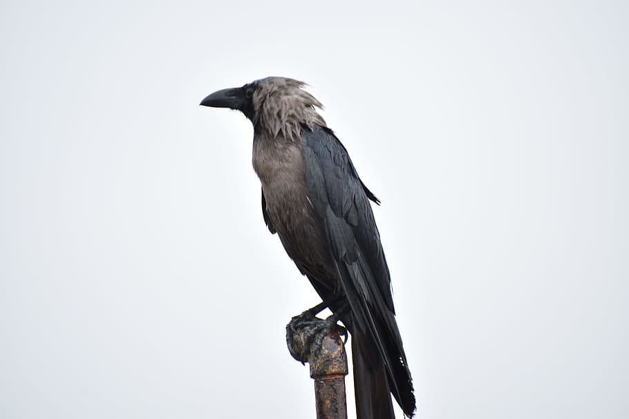 perching bird, crow, greynecked, house crow, corvus