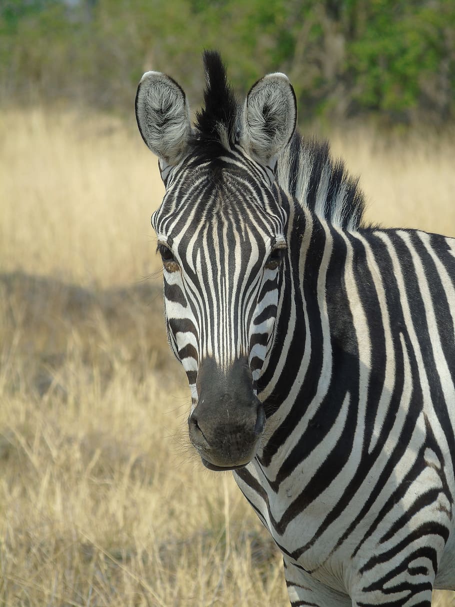 stripes, zebra, animal, africa, botswana, black and white