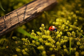 red, seven-spotted ladybug perching, green, plant, selective, focus photography, ladybird, leaf, close, photography, ladybug