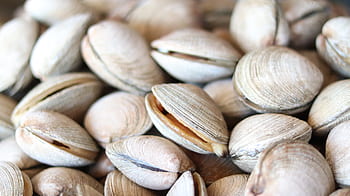 škeble, shell, oceán, moře, pláž, costa, gurmán, námořní