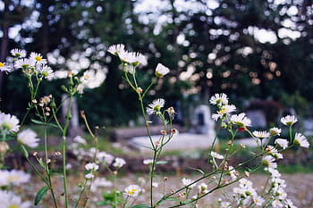 flach, fokus fotografie, Weiß, Gänseblümchen, Blütenblätter, Blumen, Grün, Natur, Pflanzen, Garten, draussen