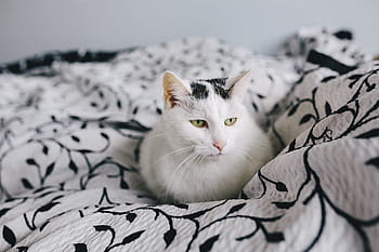 白、 悲しい、 猫、 肖像画、 ペット、 動物、 悲しい猫、 白猫、 落ち込んで、 不機嫌そうな、 国内の猫